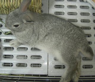 おつかれマナ