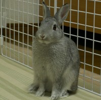 ちょこんとおすまし