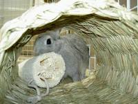 うんとこしょ