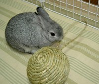 これなあに?