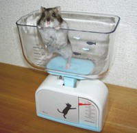 動くから目盛りが読めないよ〜