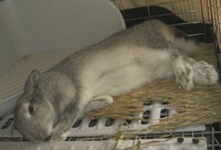 ゴロ〜ン(ちょっと薄目)