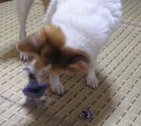 バリバリ!