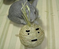 神妙なりんりん君