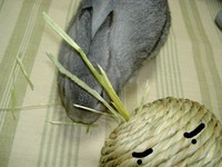 かなり不審に思うりんりん君