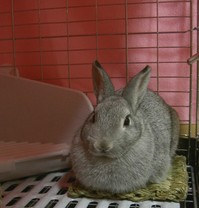おほほほほ