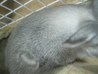 ふーう