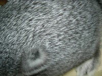 ふーう