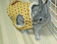 これなあに?