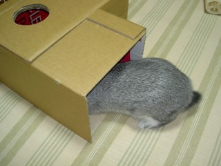 おじゃましま〜す