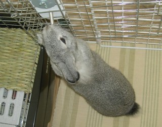 びよ〜ん♪