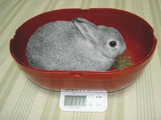 おやつの間に量っちゃおう♪