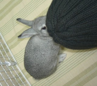 やっぱりかじらなきゃね