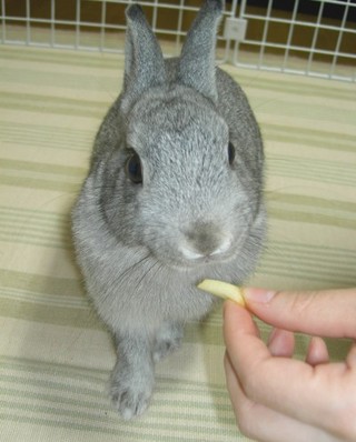 食べられるの?