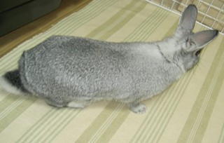 うにょ〜ん♪