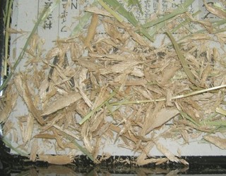 鰹節ではありません