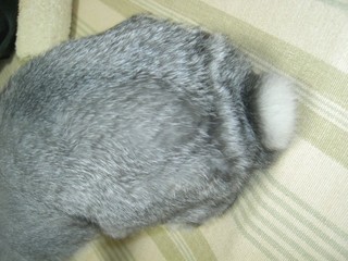 一本線ももしゃもしゃ