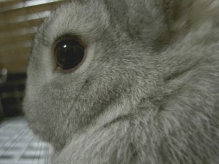 うささんはおひげが命?