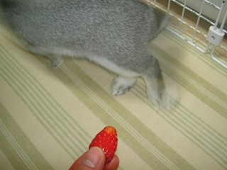 いらないっ!