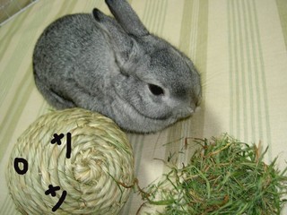 されるがままのりんりん君