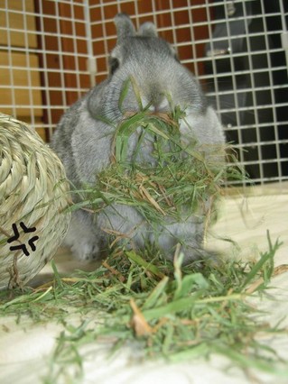 さらに食べられるりんりん君