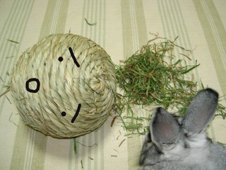 とまどいのりんりん君