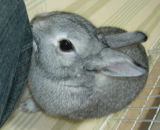 ぐいぐい!