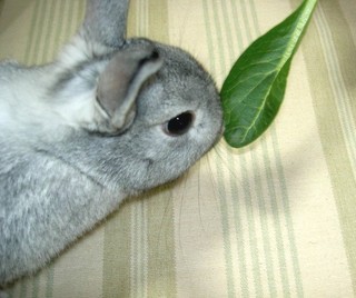 くんくん