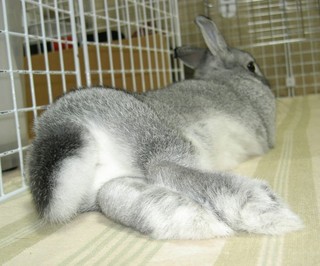 しっぽふさふさ♪
