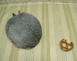 セパマスク、ピンチか!?