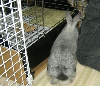そばによってくるよ