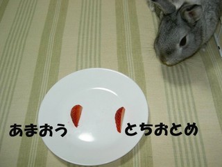 なにこれ?