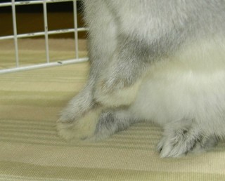あかちゃんうささんみたいだよ♪