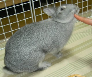うりうり!