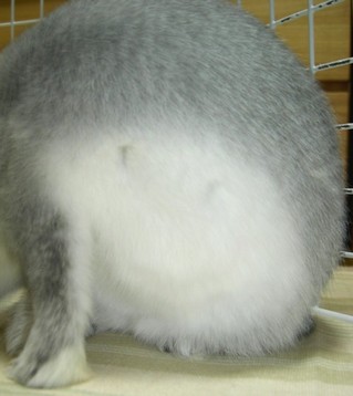 ぽんぽんですっ♪