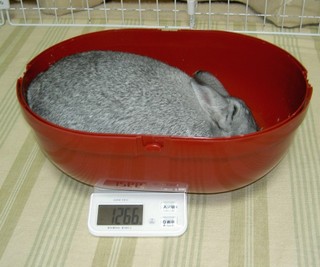 まくまく♪