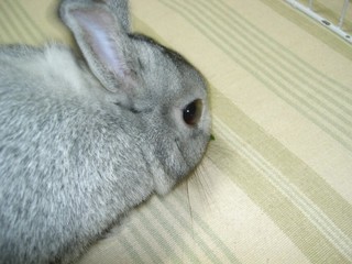 ぱくっ♪