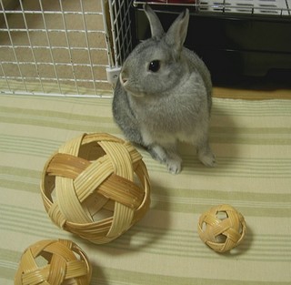 ひゃっほ〜い♪