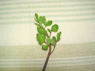 新鮮ですっ♪