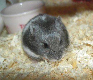 きれいな毛色がかわいいこ♪