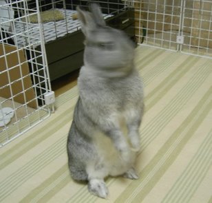 ぶんぶんっ!