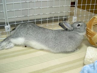 いそがしい♪いそがしい♪