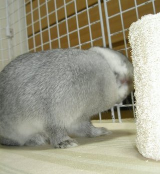 ぐらぐら♪
