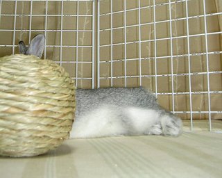 ぴょこっ♪