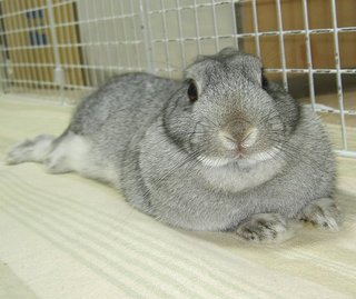 せくしい?