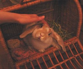 なでこなでこ♪
