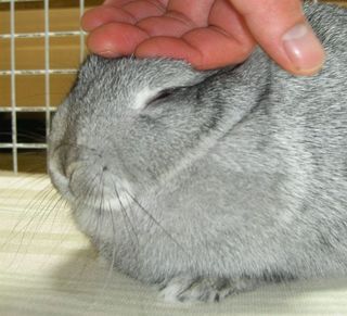なでこなでこ♪