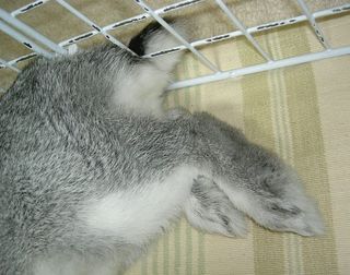 ふさふさ♪