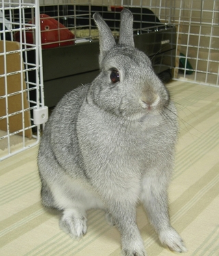 うささん用をください♪