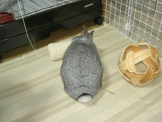 へちまがじがじ♪